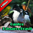 プログラムのアイコン：Cantos Pássaros Brasil