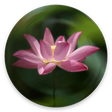 Icon of program: Great Compassion Mantra
