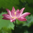 Icono de programa: Great Compassion Mantra