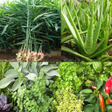 程序图标：Medicinal plants: herbs