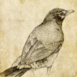 Programikonen: Sketch Master - My Cartoo…