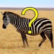 Icona del programma: Pic Quiz
