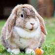 Icon of program: Rabbit sounds