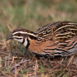 程序图标：Rain quail bird calls