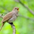 Appp.io - Nightingale bird song