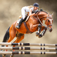 ไอคอนของโปรแกรม: Horse Racing Championship…
