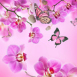 Programikonen: Pink Flowers Live Wallpap…