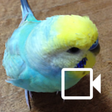 Programikonen: Budgerigar Sounds for Par…