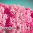 Analog Film Pink Camera-PalettePhoto editorParis