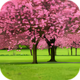 Icon of program: Sakura Video Wallpaper 3D