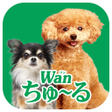 プログラムのアイコン：WanちゅーるメーカーちゅるCMが簡単に作れるアプ…