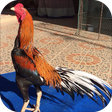 程序图标：Gamecock Wallpapers HD