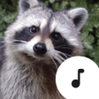 프로그램 아이콘: Raccoon Sounds