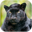 プログラムのアイコン：Black Panther Live Wallpa…