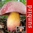 Icon of program: PilzSnap - Pilze sammeln