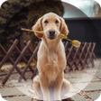 Programikonen: Dogs Wallpapers