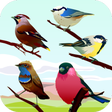 程序图标：Bird Sounds
