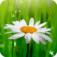 プログラムのアイコン：Flower Wallpaper (4k)