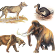 程序图标：Extinct animals, endanger…