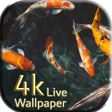 Ikon program: Carp Koi fish live wallpa…