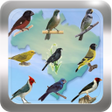ไอคอนของโปรแกรม: Canto de Pássaros Brasile…
