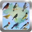 Canto de Pássaros Brasileiros
