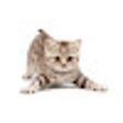 Иконка программы: Cat Cursor