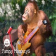 Programikonen: Funny Monkeys HD Wallpape…