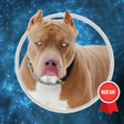 Icoon van programma: Pitbull Wallpapers