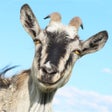 Иконка программы: 3D Goat Rescue Runner Sim…