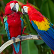Ikona programu: Bird Wallpapers HD