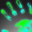 Icoon van programma: Palm Scanner Fortunes plu…