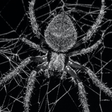 Programikonen: Spider Wallpapers