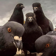 Programikonen: Pigeon Wallpaper HD 4K
