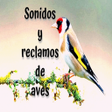 Programikonen: Sonidos y reclamos de ave…