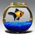 Иконка программы: Goldfish Aquarium