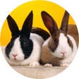 Icon of program: Bunny & Rabbit Wallpaper