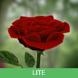 Ikon program: 3D Rose Live Wallpaper Li…