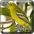 Ikon program: Suara Burung Sirtu Pikat …