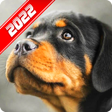 Ikon program: Rottweiler Wallpaper