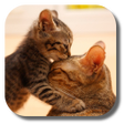 Programikonen: So Cute Cat Live Wallpape…