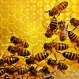 Icon of program: Apiary Book