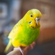 Programikonen: Parakeet Sounds