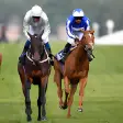 Real Horse Racing Championship : Derby Quest 2019