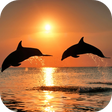 Programikonen: Video Wallpapers: Amazing…