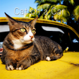 程序图标：Cute Theme-Cat on a Car-