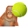 プログラムのアイコン：Monke Tennis