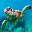 Иконка программы: The Turtle