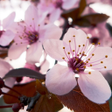 ไอคอนของโปรแกรม: Cherry Blossom Wallpaper …