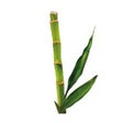 プログラムのアイコン：Bamboo Bulk